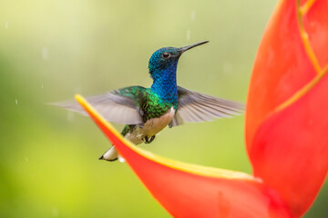 Costa Rica, Sarapique River Valley. Male white-necked jacobin feeding on heliconia.