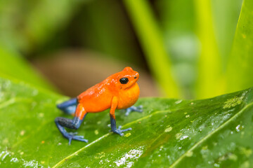 Costa Rica, Sarapique River Valley. Strawberry poison dart frog on plant.