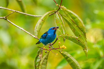 Costa Rica, La Selva Biological Station. Blue dacnis bird feeding.