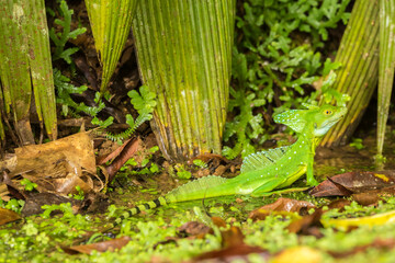 Costa Rica, Sarapique River Valley. Green basilisk close-up.