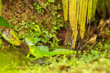 Costa Rica, Sarapique River Valley. Green basilisk close-up.