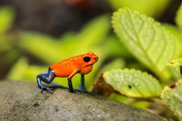 Costa Rica, Sarapique River Valley. Strawberry poison dart frog on plant.