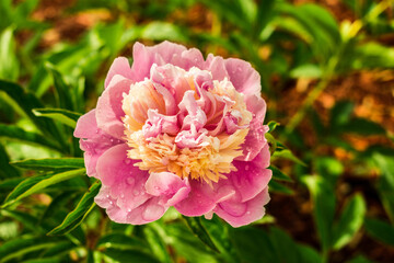 Tinted Pink Peony in Bloom After Rain