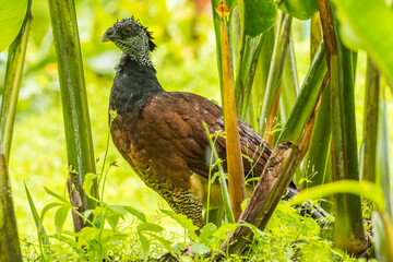 Costa Rica, Arenal. Female great currassow bird close-up.