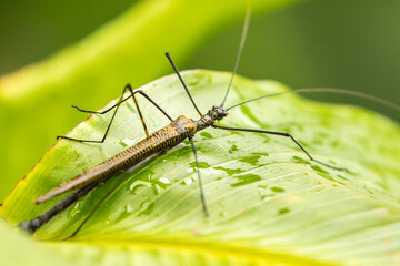 Costa Rica, Arenal. Walkingstick insect on leaf.