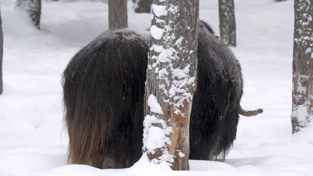 Wandering Musk ox hardly marching through deep snow amid Winter land - Long Medium Tracking shot