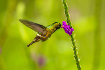 Costa Rica, Arenal. Black-crested coquette feeding on vervain.