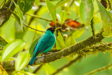 Costa Rica, La Selva Biological Station. Green honeycreeper bird on limb.