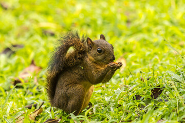 Costa Rica, Arenal. Red-tailed squirrel feeding.