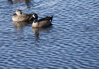 Molted Duck and Ring neck duck floating in florida marsh at Black Point Wildlife Drive in Titusville Florida