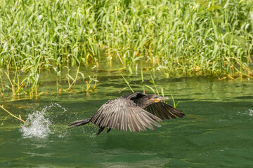 Costa Rica, Lake Arenal. Neotropic cormorant flying from water.