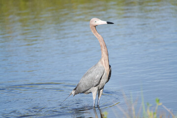 Reddish Egret dancing and catching a fish and enjoying the brackish waters of florida wetland.