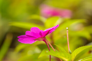 Costa Rica, Monteverde Cloud Forest Reserve. Pink flower close-up.