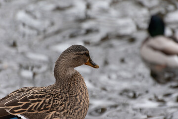 Duck In Water