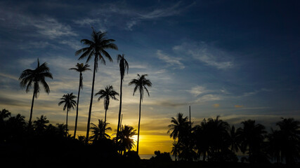 palm trees at sunset
