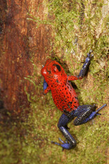 Strawberry Poison-dart frog (Dendrobates pumilio) La Selva, Costa Rica