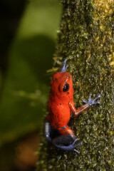 Strawberry Poison-dart frog (Dendrobates pumilio) La Selva, Costa Rica