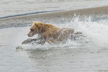 Brown bear chasing salmon, Silver Salmon Creek, Lake Clark National Park, Alaska.