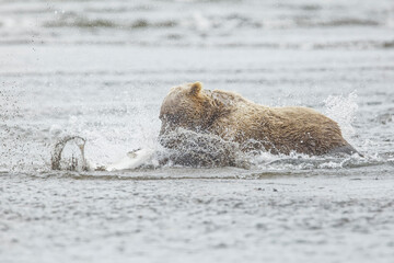 Naklejka premium Brown bear chasing salmon, Silver Salmon Creek, Lake Clark National Park, Alaska.