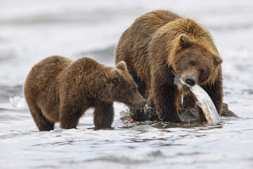 Obraz premium Brown bear fishing for salmon with a cub, Silver Salmon Creek, Lake Clark National Park, Alaska.