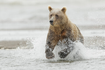 Obraz premium Brown bear chasing salmon, Silver Salmon Creek, Lake Clark National Park, Alaska.