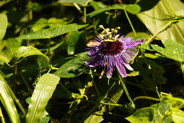 Flor de Maracujá, Passiflora. Alfredo Chaves, espírito Santo.