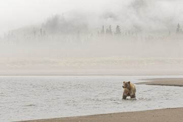 Brown bear fishing for salmon and morning mist, Silver Salmon Creek, Lake Clark National Park, Alaska.