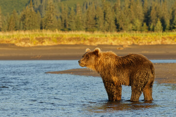 Obraz na płótnie Canvas Brown bear fishing for salmon, Silver Salmon Creek, Lake Clark National Park, Alaska.