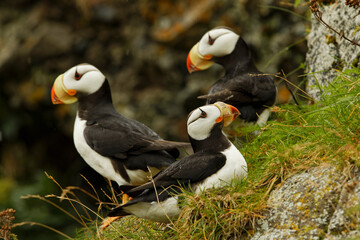 Horned Puffin, Lake Clark National Park, Alaska.