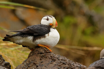 Fototapeta premium Horned Puffin, Lake Clark National Park, Alaska.
