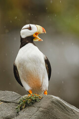 Horned Puffin, Lake Clark National Park, Alaska.