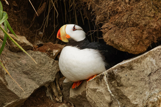 Horned Puffin, Lake Clark National Park, Alaska.