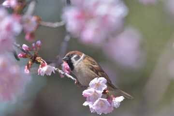 Fototapeta premium Beautiful Japanese pink cherry blossoms and a sparrow