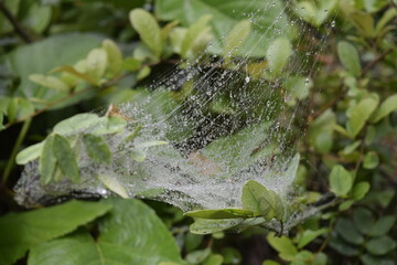 gotas de agua en telaraña