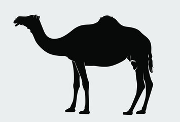 Silhouette of camel vector illustration template. Ramadan concept. Eps 10