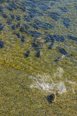 USA, Alaska, Juneau, Gold Creek. Salmon swimming upstream.