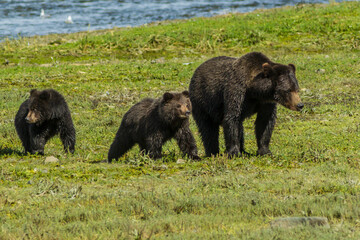 Alaska, Tongass National Forest, Admiralty Island. Grizzly bear sow and cubs.