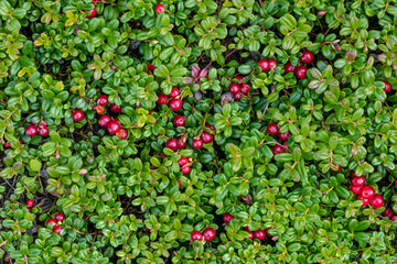 USA, Alaska. Lingonberry bush close-up.