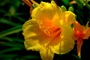 yellow flower