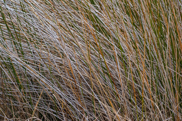 Long Flowing Brown Grass 3