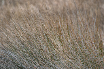 Long Flowing Brown Grass 2