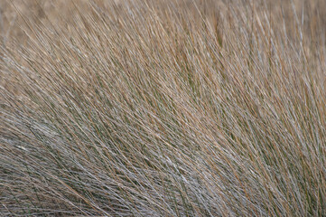 Long Flowing Brown Grass 1