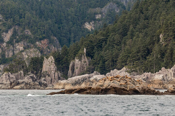 USA, Alaska, Craig. Sea lions on rocks in Cape Addington.