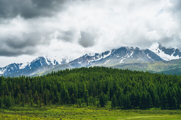 Fototapeta na wymiar Dramatic mountain scenery with vivid green forest on hill and lead gray sky above snowy mountains in changeable weather. Scenic alpine landscape with glacier in gray low clouds and sunlight on forest.
