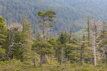 USA, Alaska, Starrigavan Valley. Forest landscape.