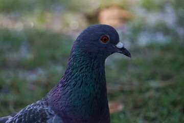 Fototapeta premium Close up of pigeons in the garden.