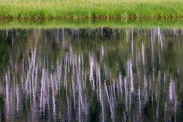 USA, Alaska, Sitka. Rippled tree reflections in Kalinin Bay.