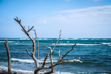 tree on the shore