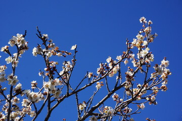 青空と梅の花