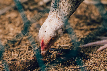 Free-range hen pecking the ground searching for yummy worms view through a net, shining yellowish eyes and head close up photograph,